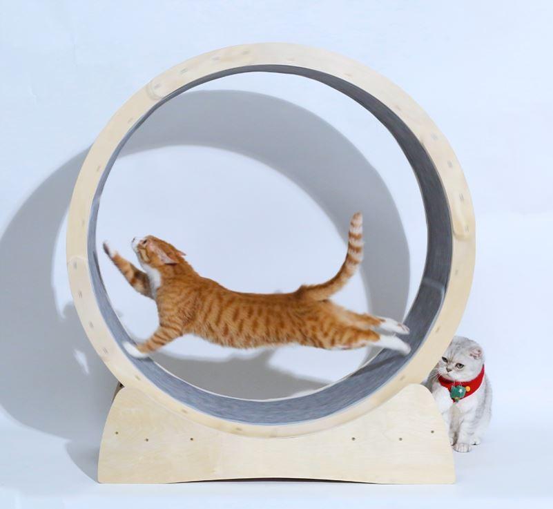 Cat Fitness Fun Roller - Safe & Secure Health & Fitness